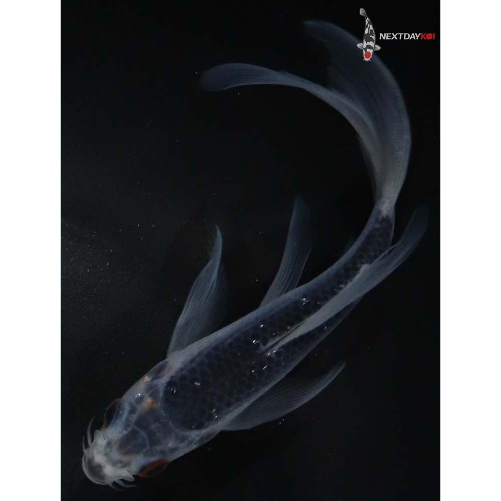 4.5” Imported Asagi Butterfly Koi