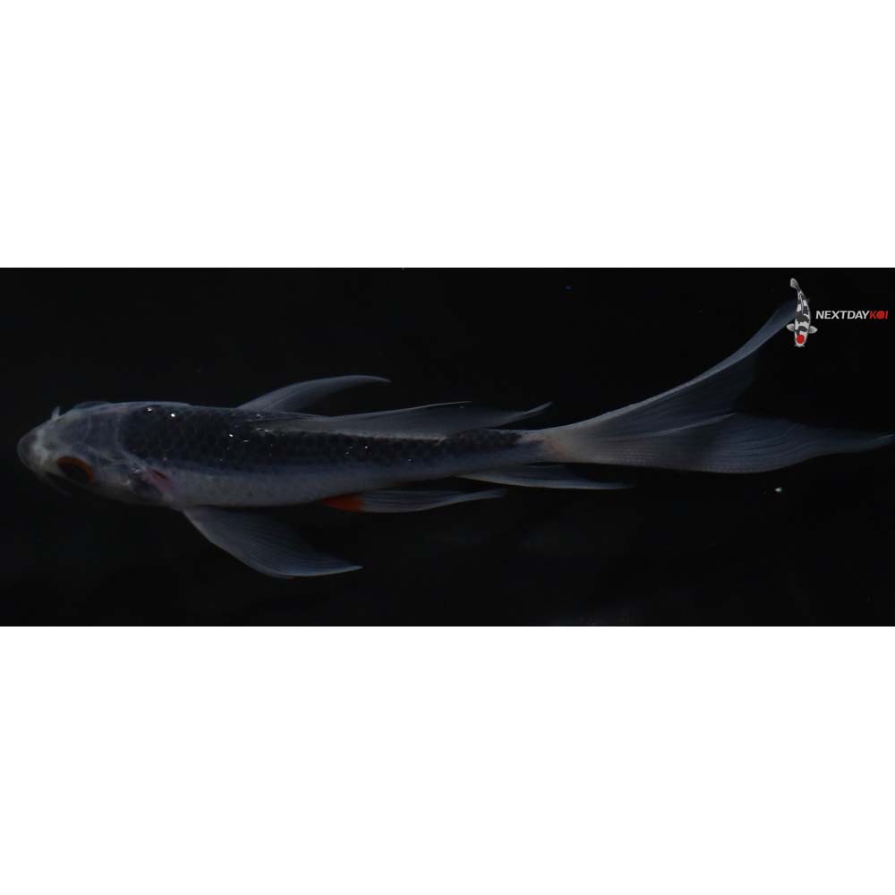 4.5” Imported Asagi Butterfly Koi