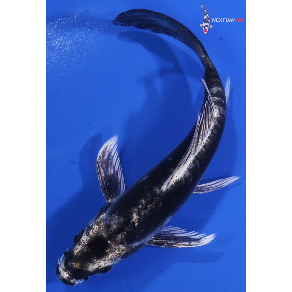 4.5” Imported Kikokuryu Butterfly Koi