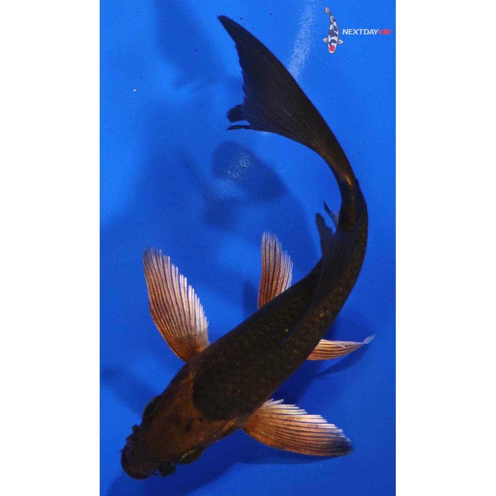 4.5” Imported Chagoi Butterfly Koi
