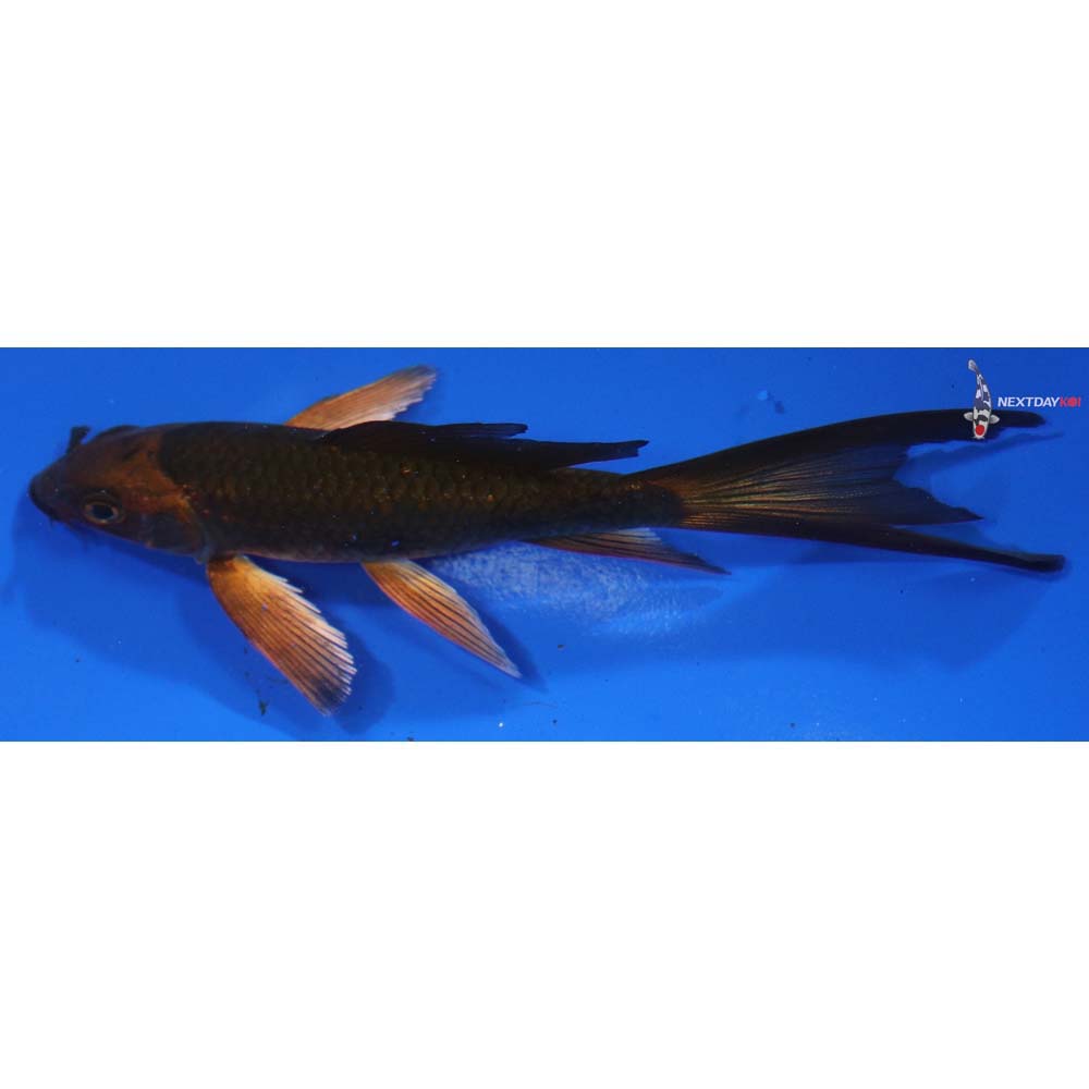 4.5” Imported Chagoi Butterfly Koi