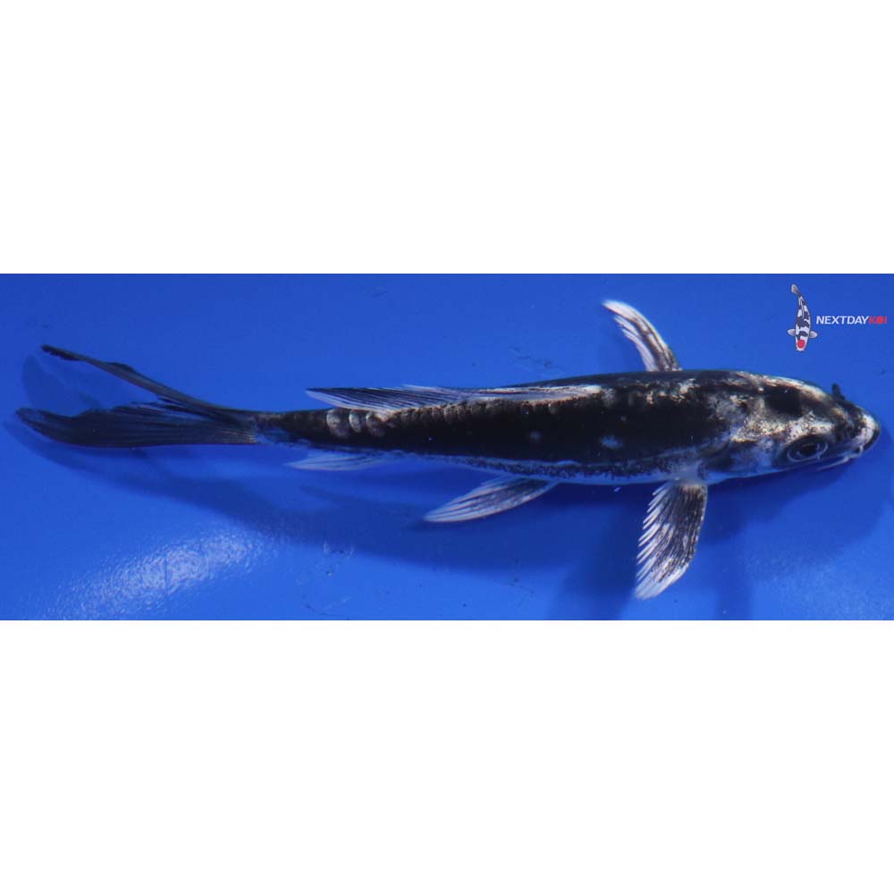 4.5” Imported Kikokuryu Butterfly Koi