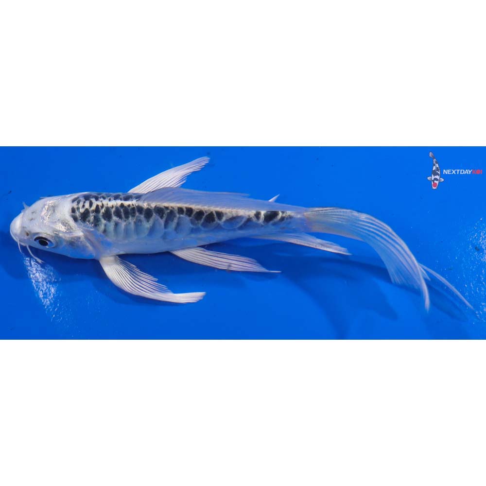 5” Imported Doitsu Gin Matsuba Butterfly Koi