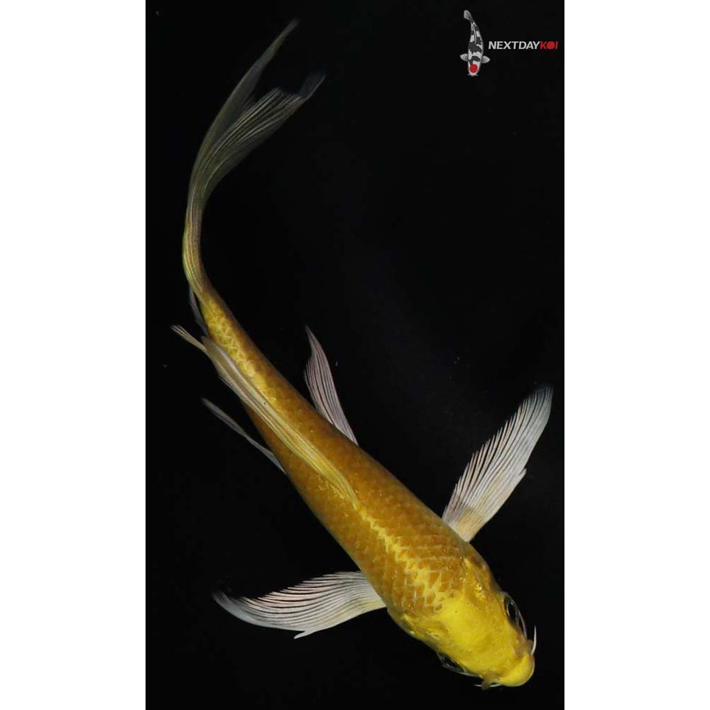 5” Imported Yamabuki Ogon Butterfly Koi