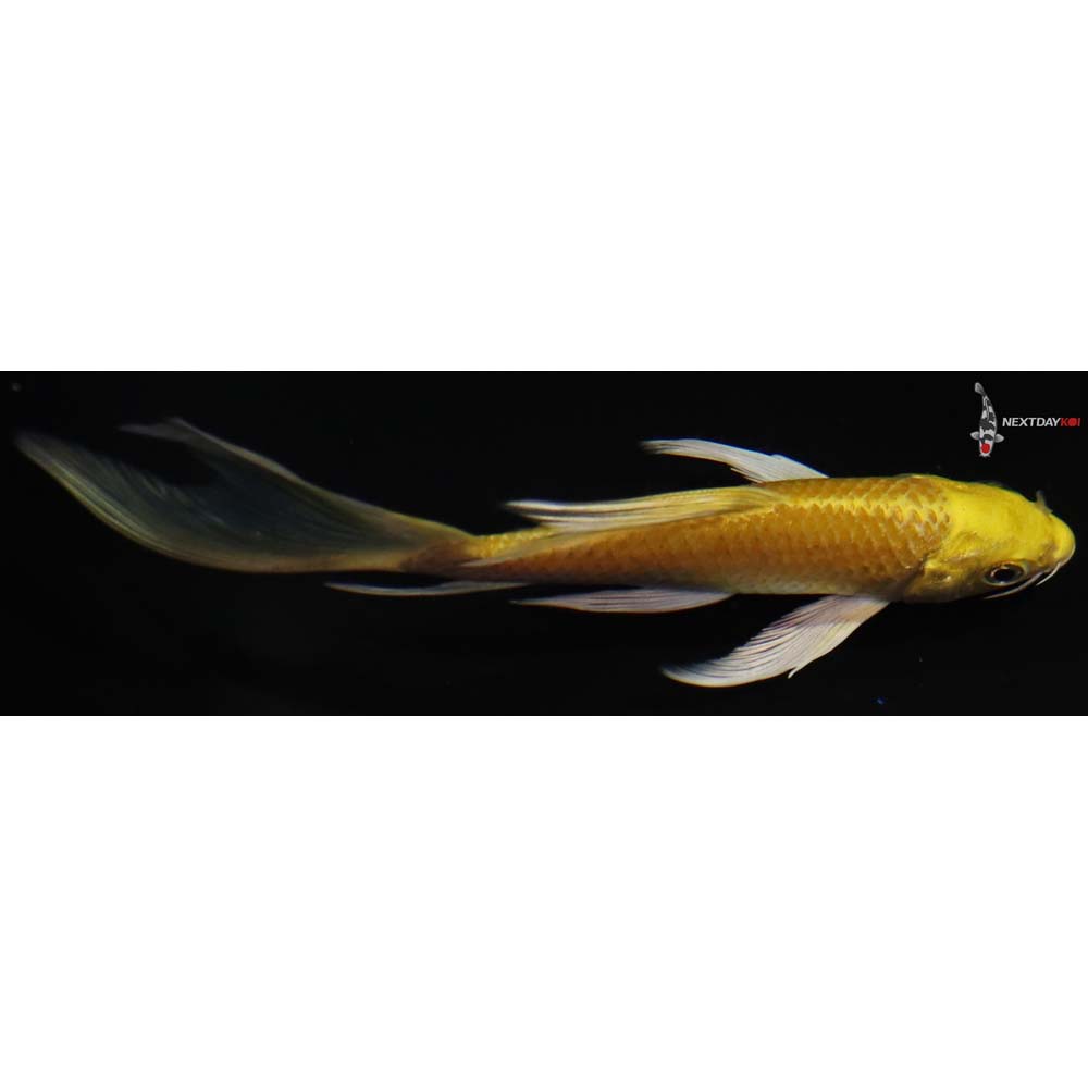 5” Imported Yamabuki Ogon Butterfly Koi