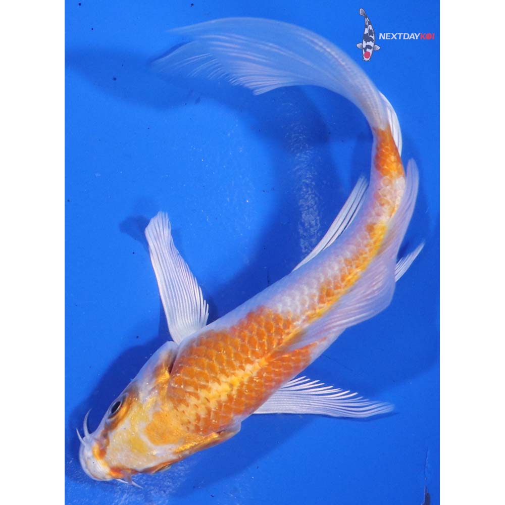 5” Imported Hariwake Butterfly Koi
