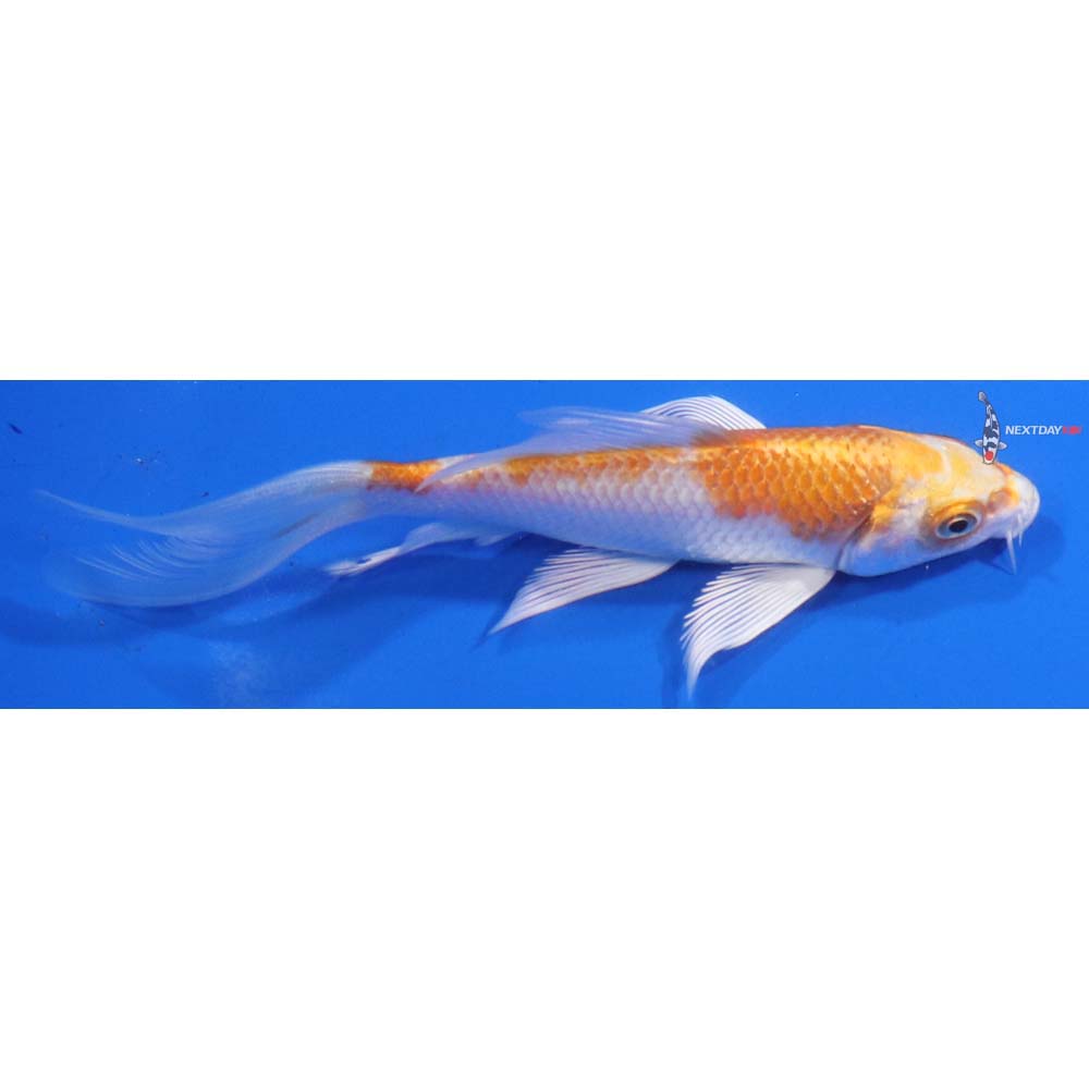 5” Imported Hariwake Butterfly Koi