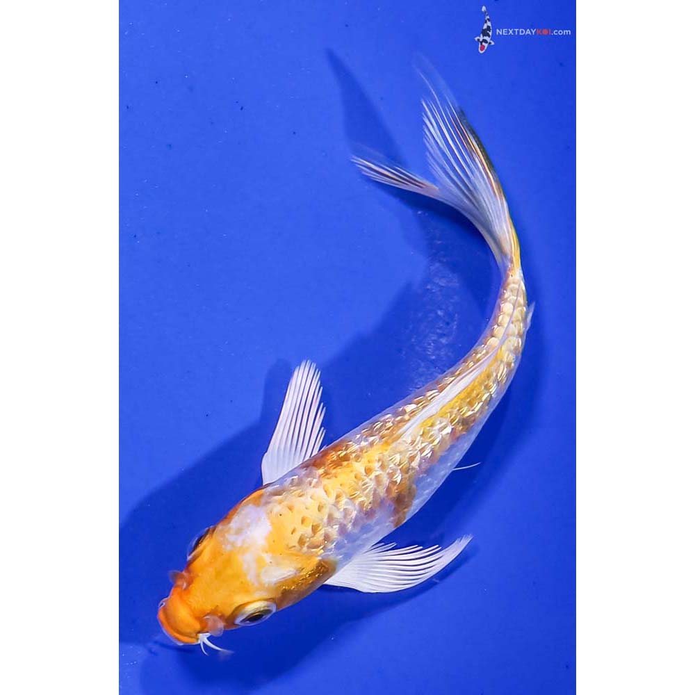 5” Imported Gin Rin Lemon Hariwake Butterfly Koi