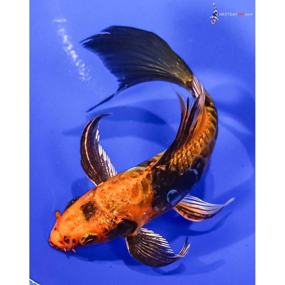 5” Imported Doitsu Kin Hi Utsuri Butterfly Koi