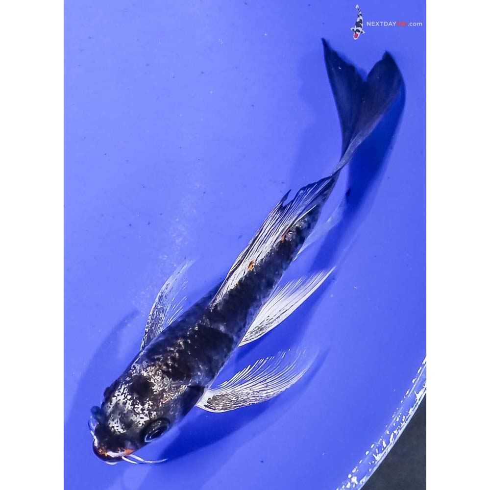 5.5” Imported Kujaku Butterfly Koi