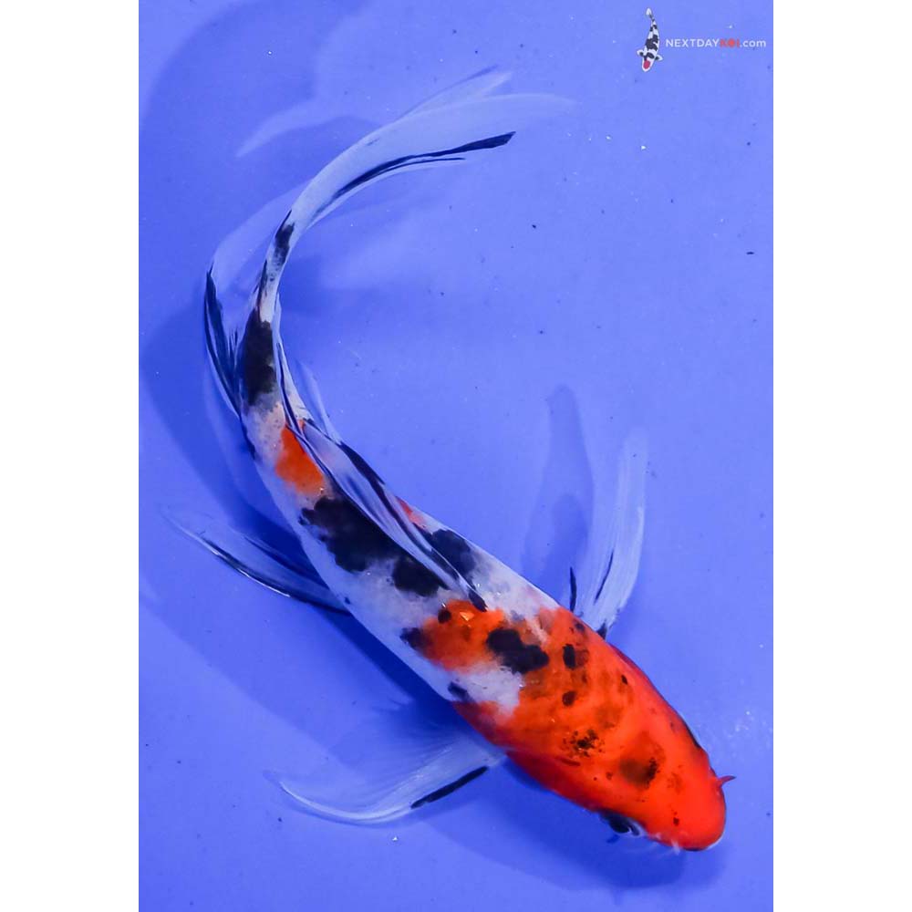5.5” Imported Sanke Butterfly Koi