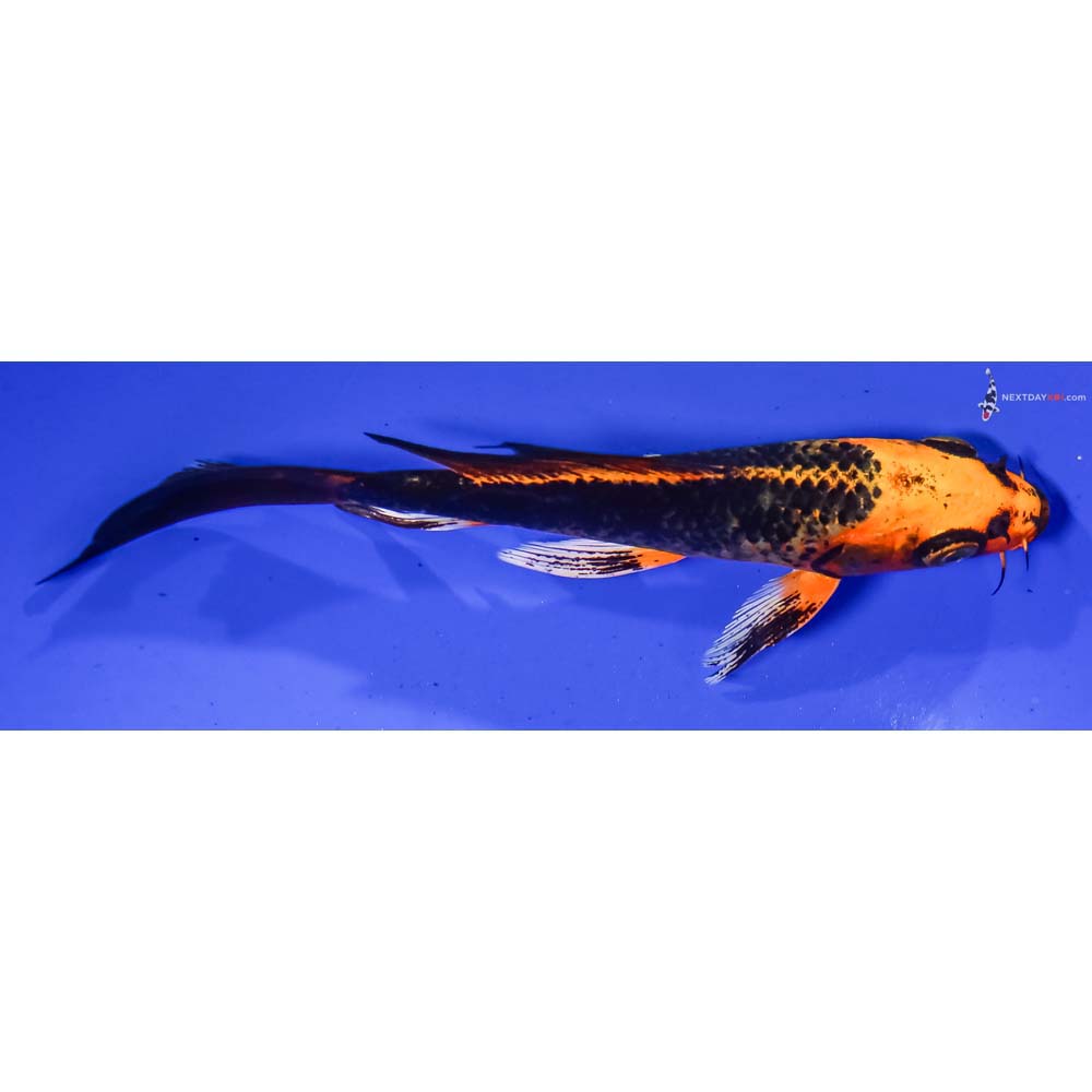 5.5” Imported Orenji Matsuba Butterfly Koi