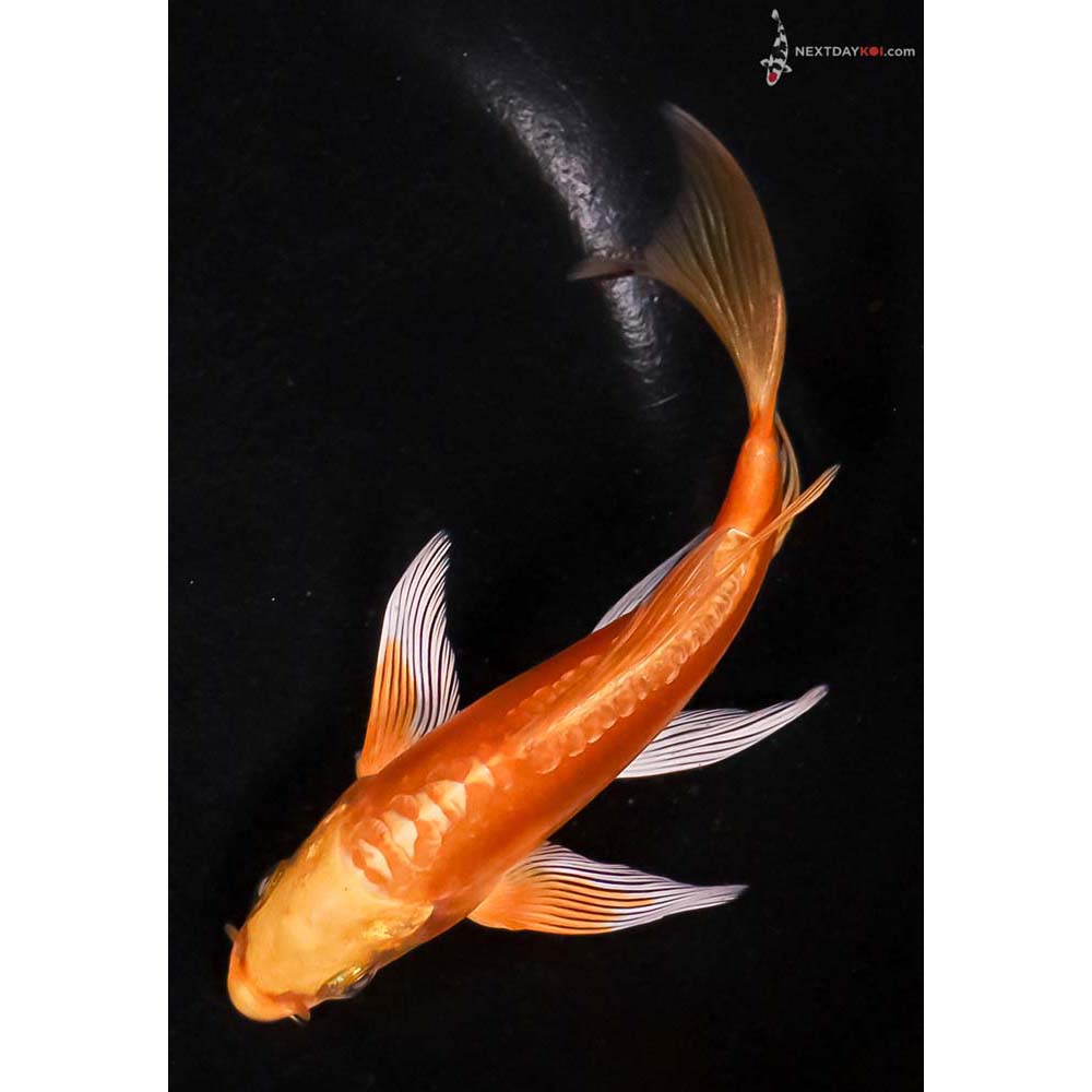 5.5” Imported Doitsu Yamabuki Ogon Butterfly Koi