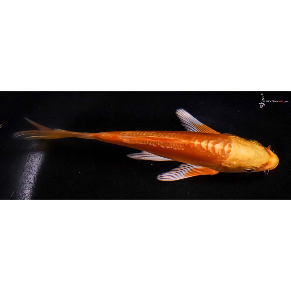 5.5” Imported Doitsu Yamabuki Ogon Butterfly Koi