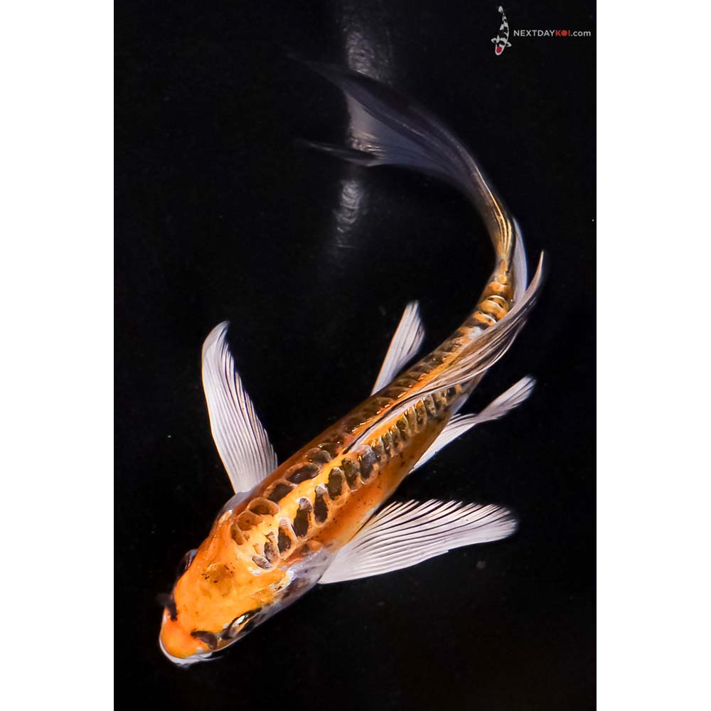 6” Imported Doitsu Kujaku Butterfly Koi