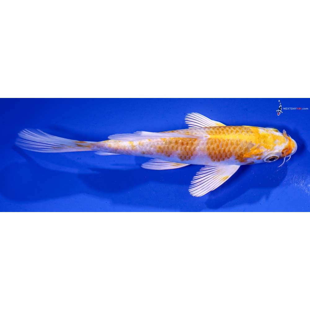 5” Imported Lemon Hariwake Butterfly Koi