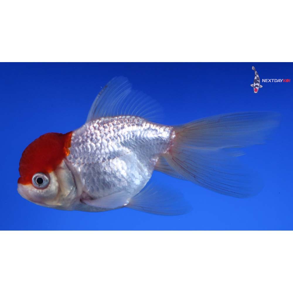4” Imported Redcap Oranda