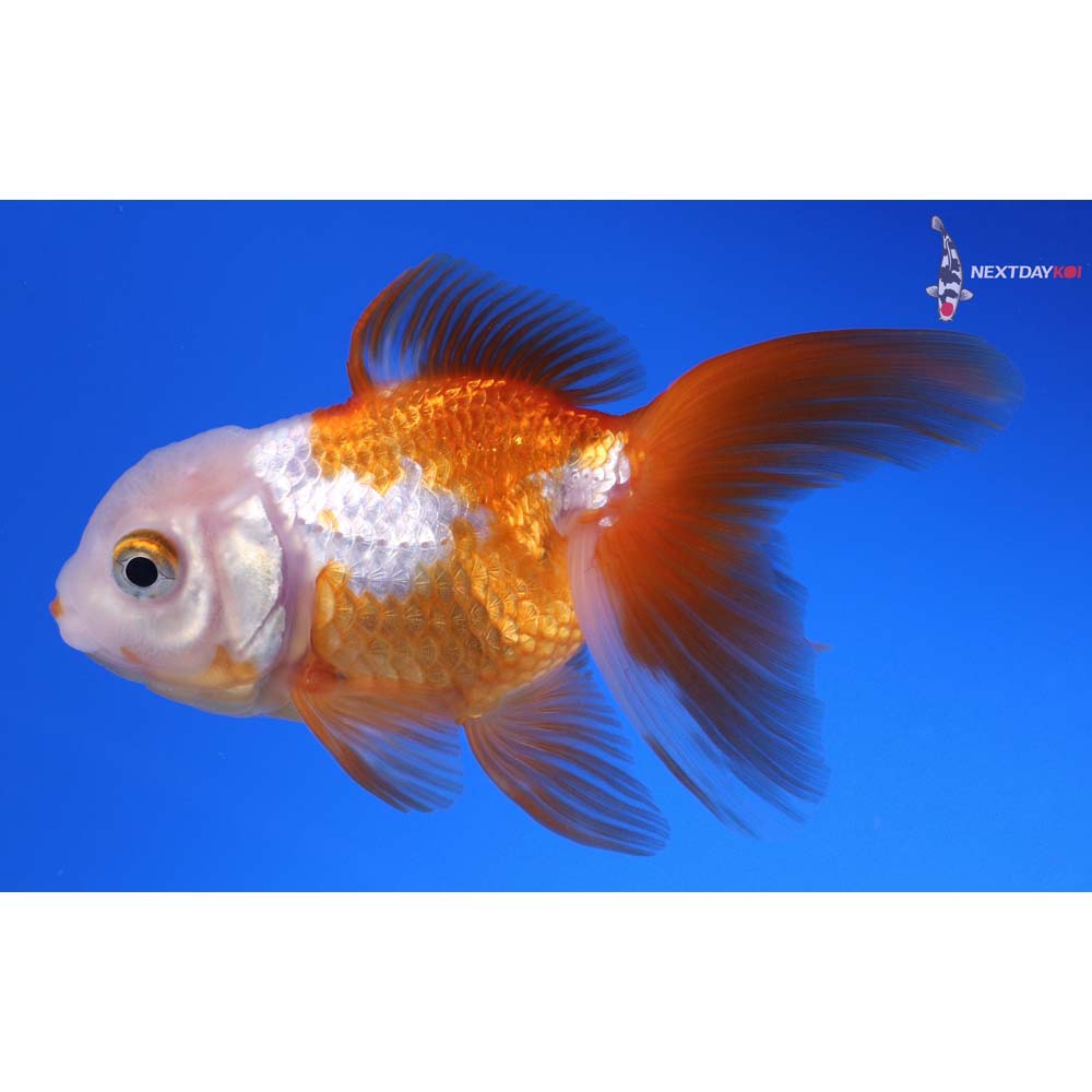 4.5” Imported Red and White Oranda