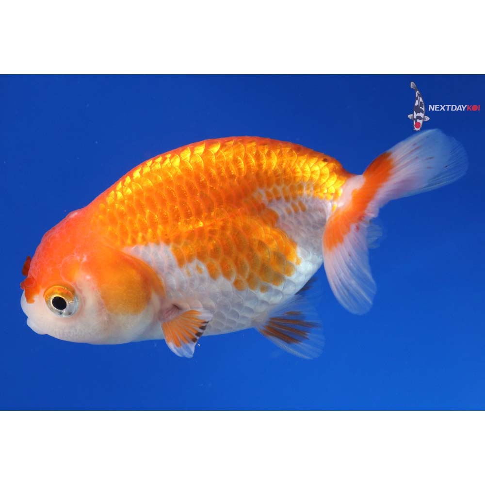 3.5” Imported Red and White Ranchu 