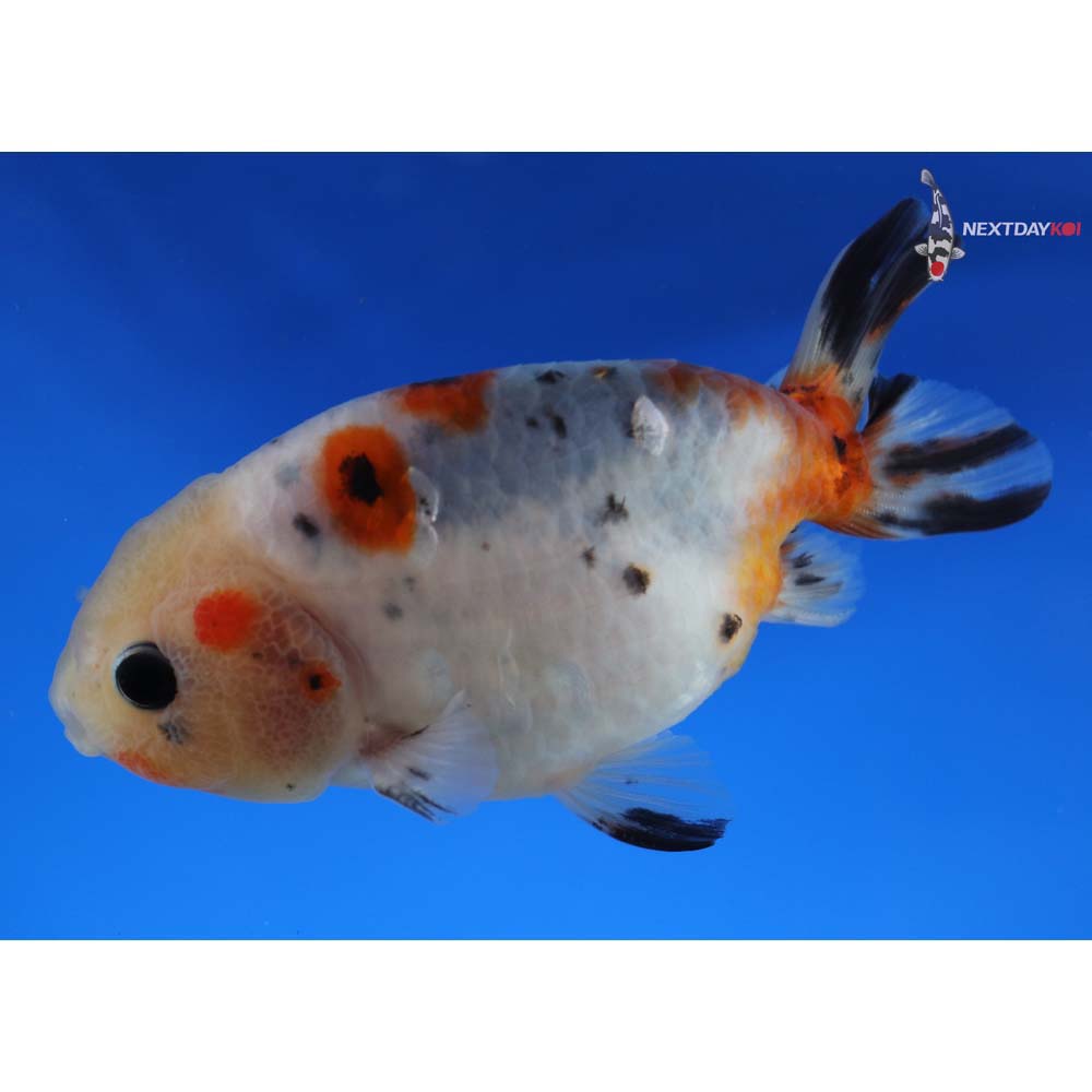 3.5” Imported Male Calico Ranchu