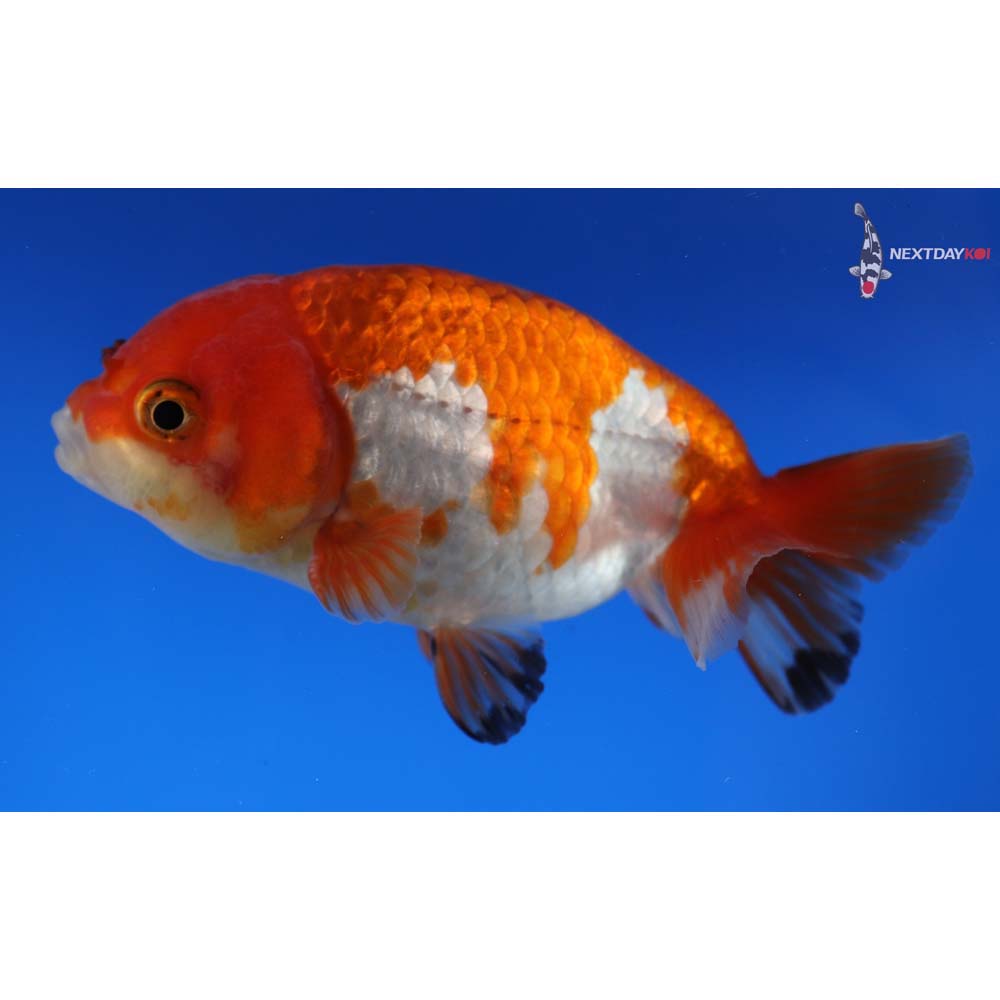 3.5” Imported Male Red and White Ranchu 