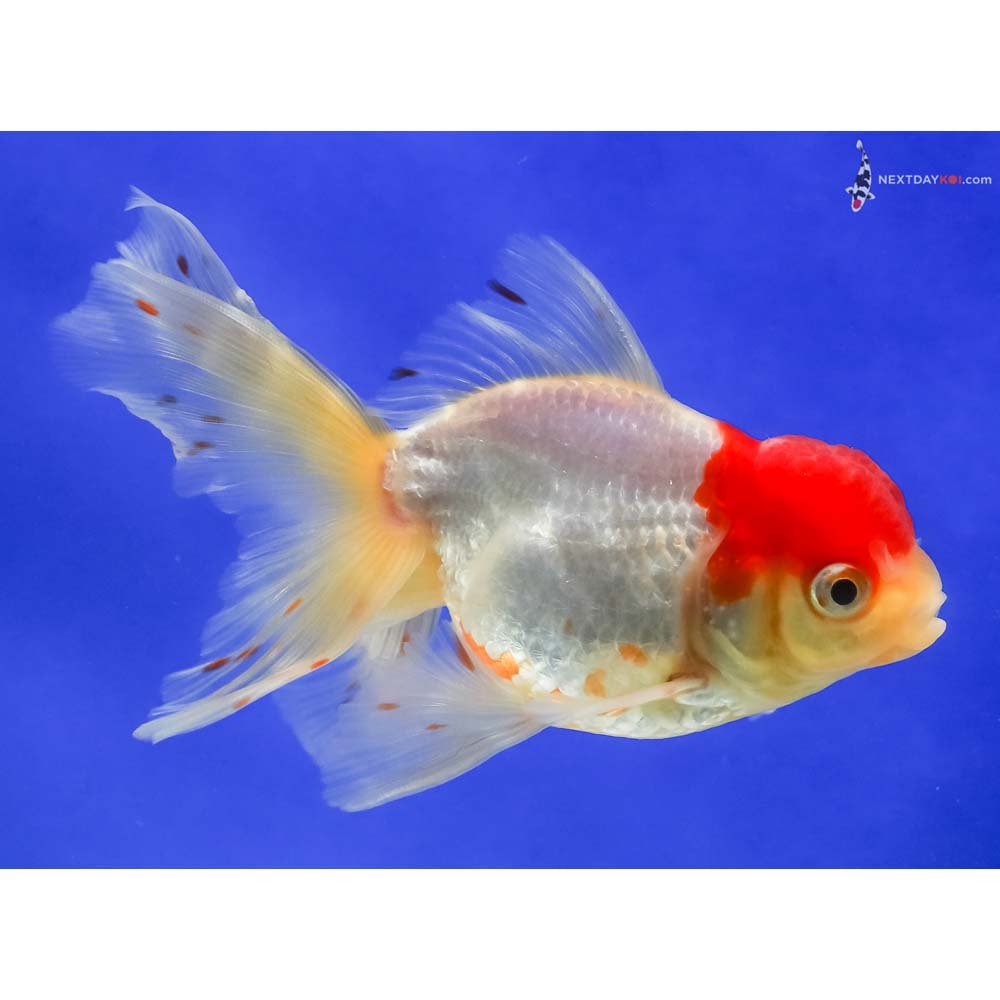 4.5” Imported Male Red and White Oranda