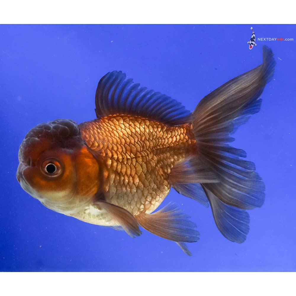 4” Imported Chocolate Oranda