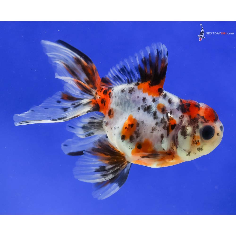 4” Imported Calico Oranda