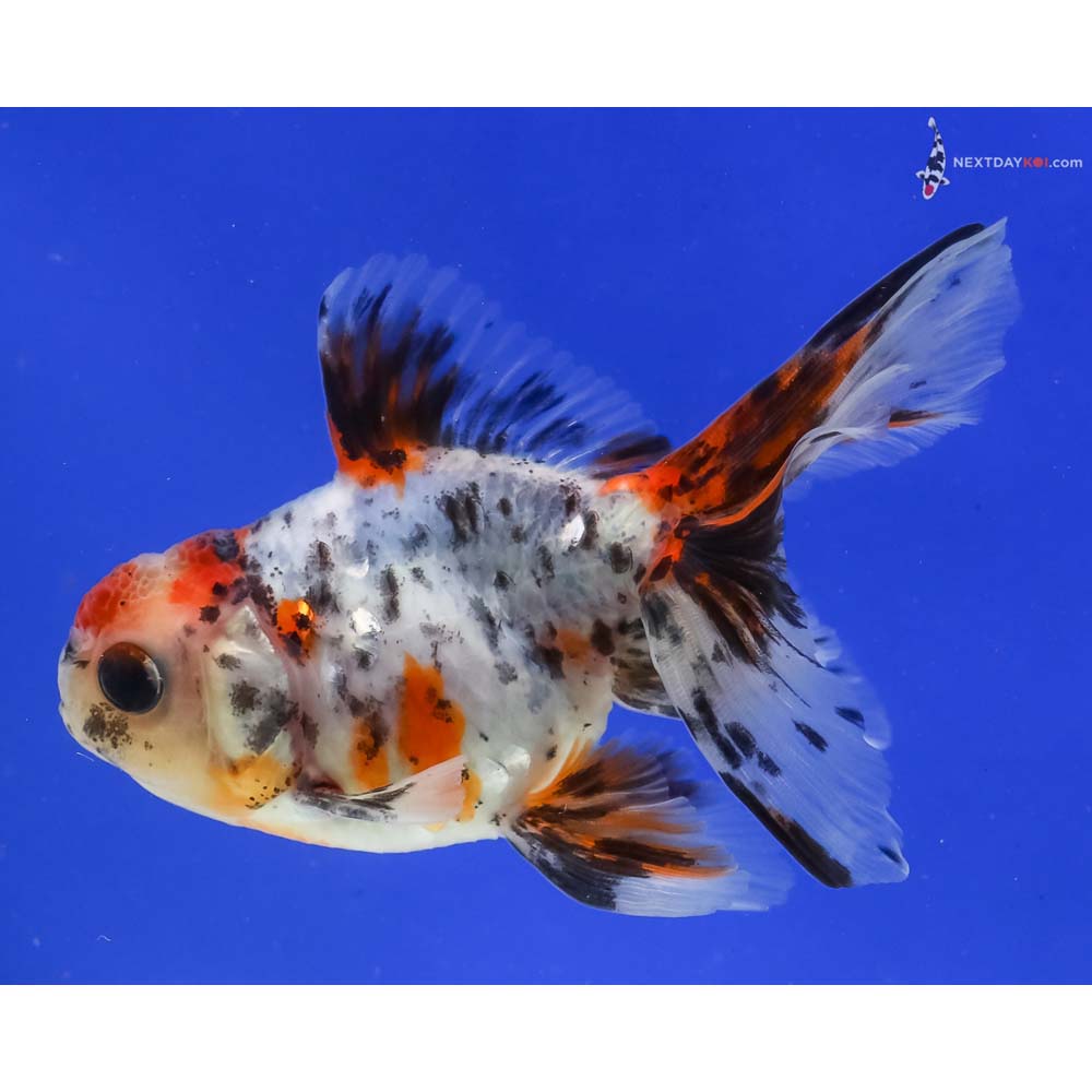4” Imported Calico Oranda