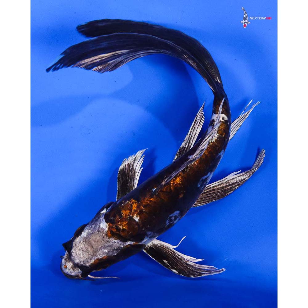 8” Imported Kin Kikokuryu Butterfly Koi