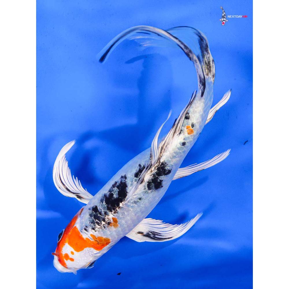 8” Imported Yamato Nishiki Butterfly Koi