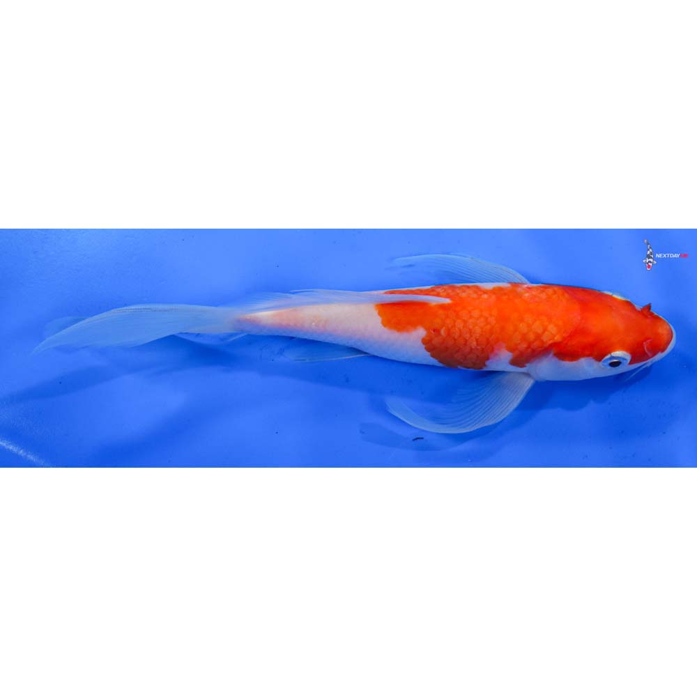 7.5” Imported Kohaku Butterfly Koi