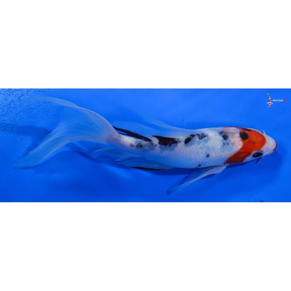 7.5” Imported Kuchi Beni Sanke Butterfly Koi