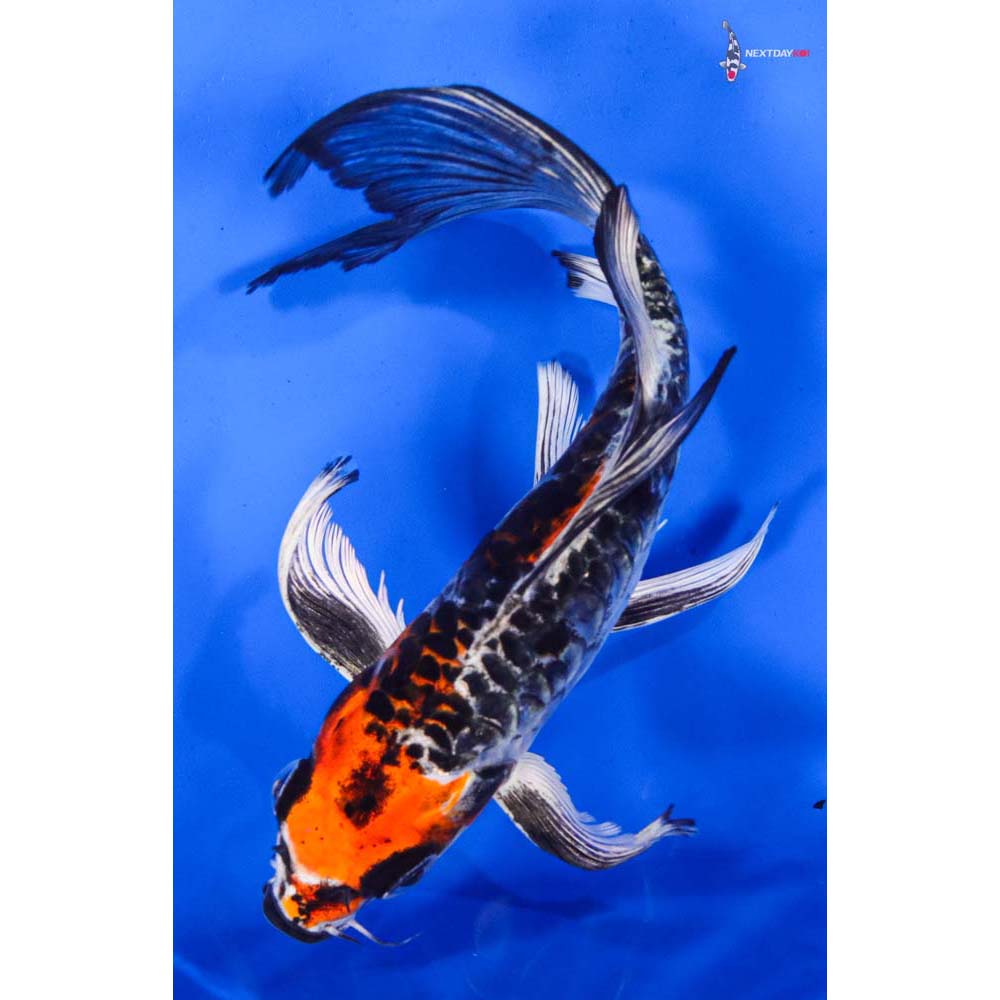 7.5” Imported Armor Scaled Kujaku Butterfly Koi