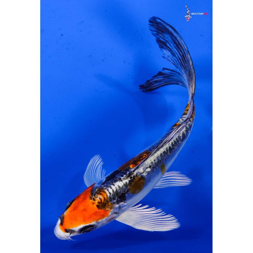 5” Imported Doitsu Kujaku Butterfly Koi