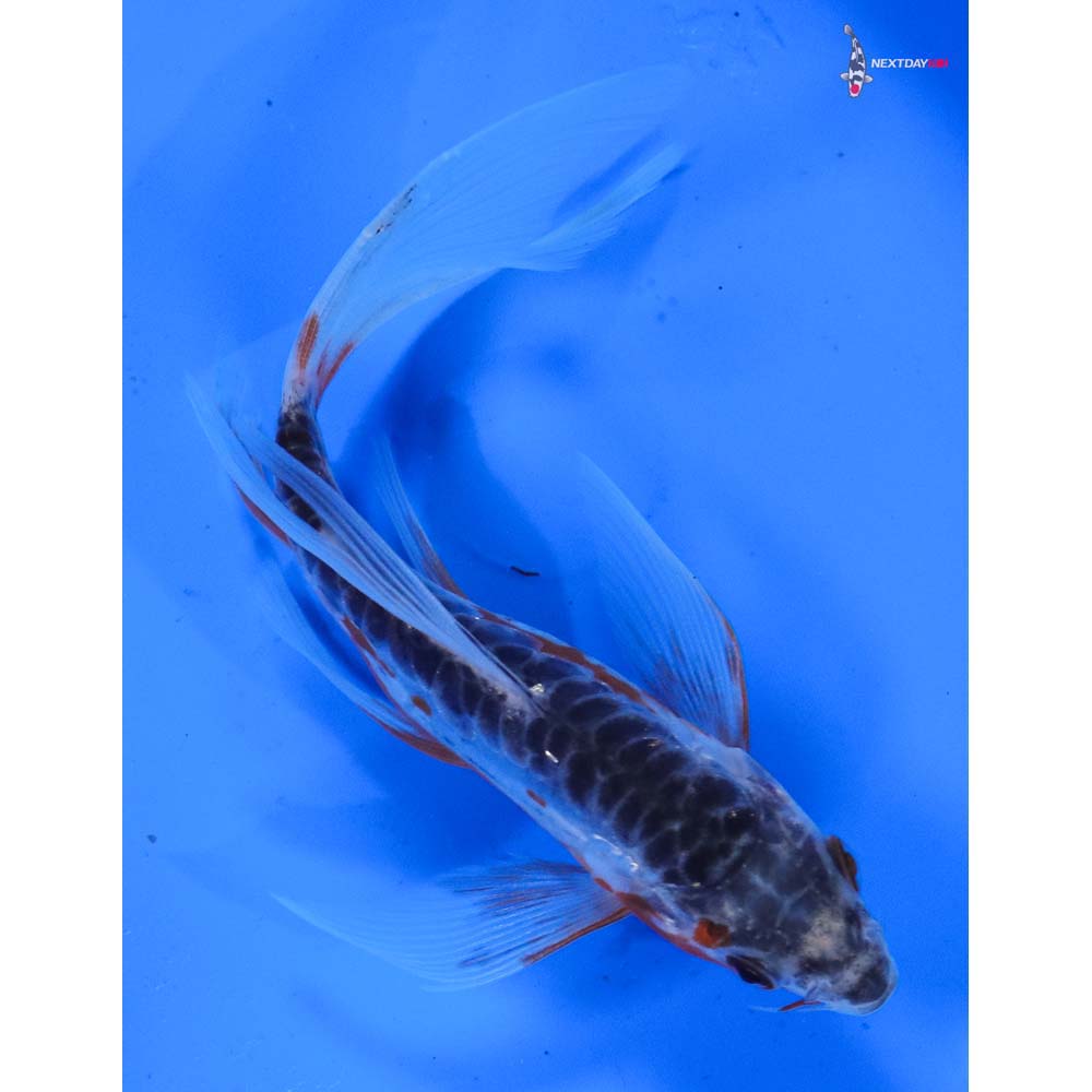 5.5” Imported Shusui Butterfly Koi