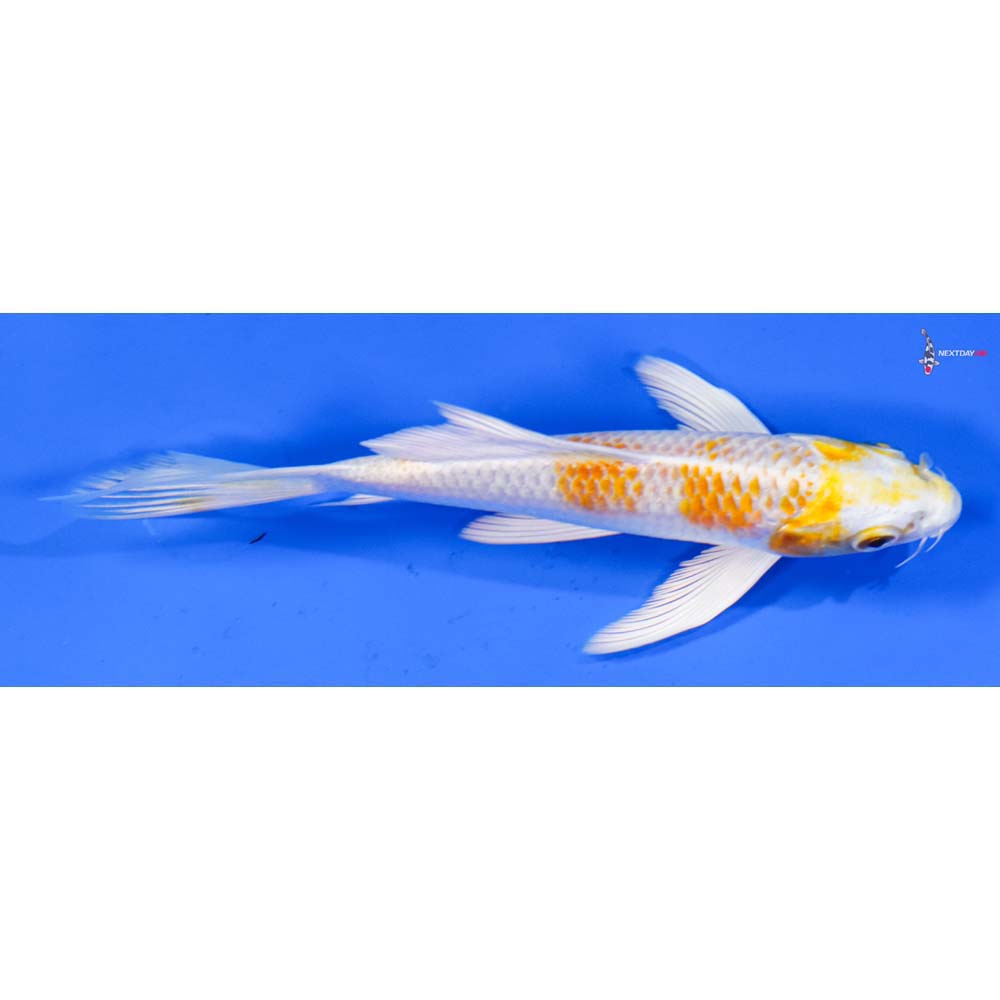 5.5” Imported Lemon Hariwake Butterfly Koi