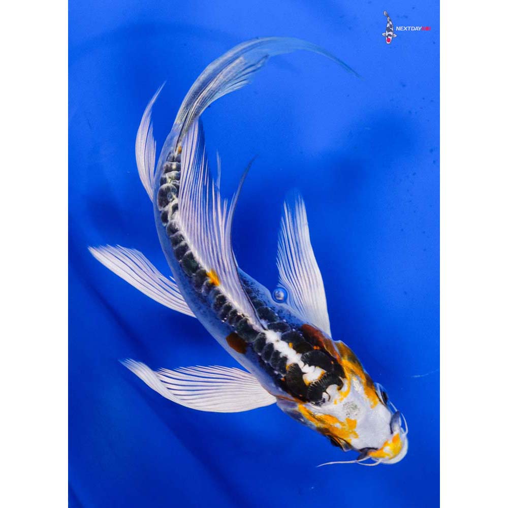 5.5” Imported Doitsu Kujaku Butterfly Koi