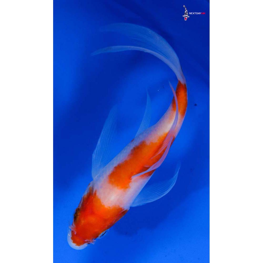 5” Imported Kohaku Butterfly Koi