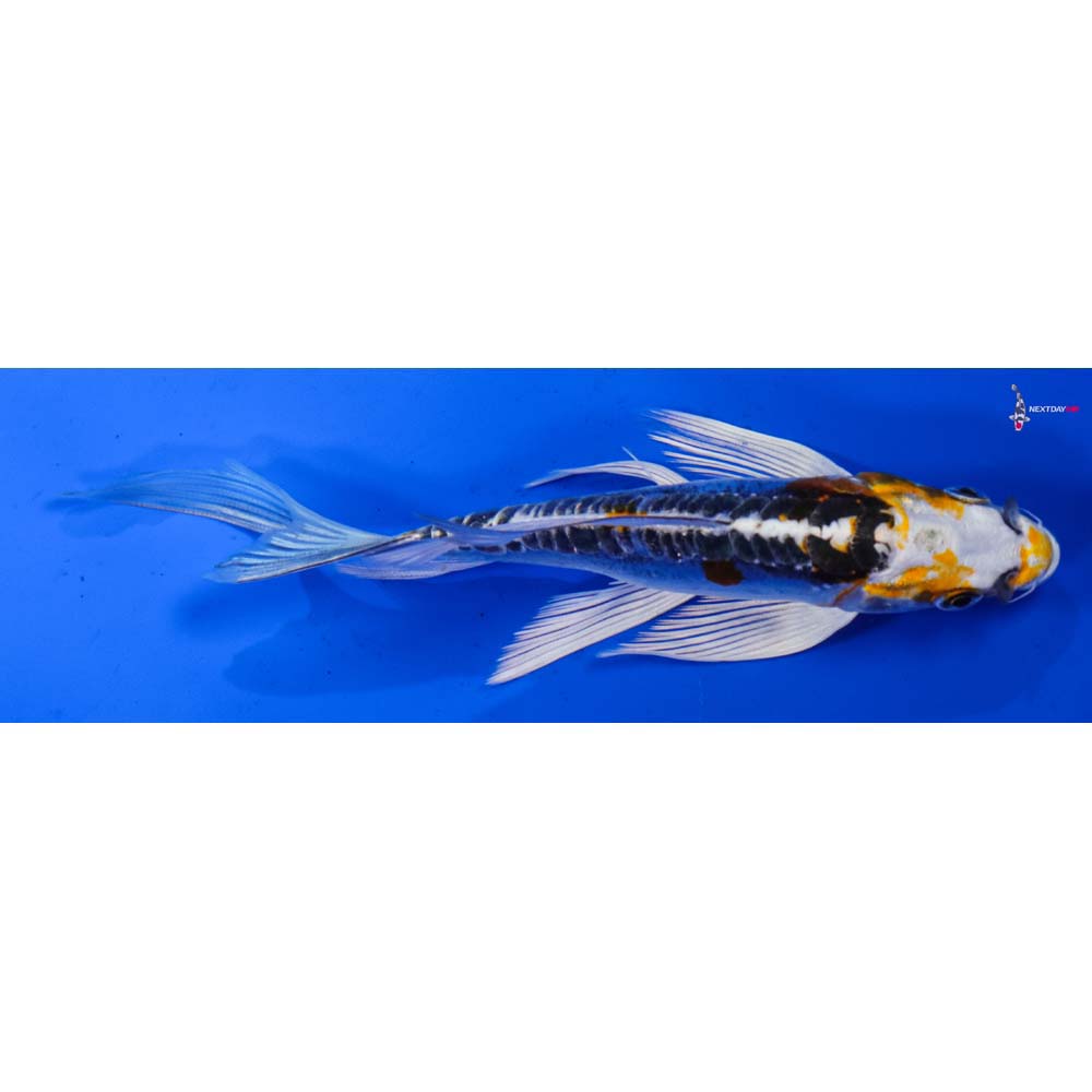 5.5” Imported Doitsu Kujaku Butterfly Koi