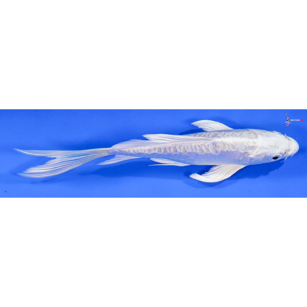 5.5” Imported Doitsu Platinum Ogon Butterfly Koi