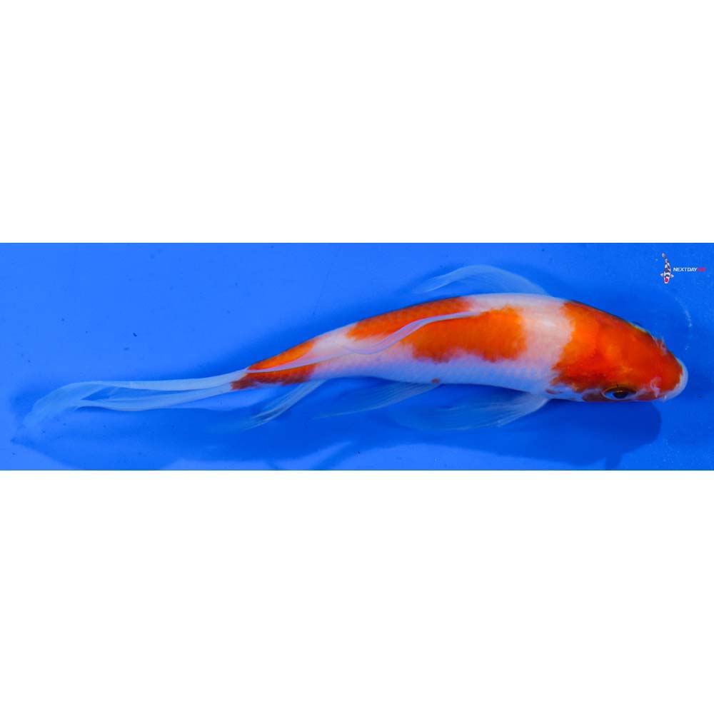 5” Imported Kohaku Butterfly Koi
