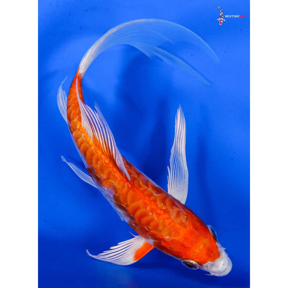 6” Imported Armor Scaled Hariwake Butterfly Koi