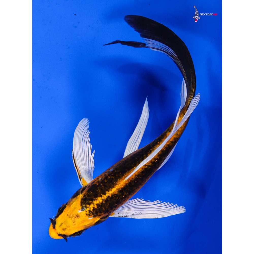 6” Imported Orenji Matsuba Butterfly Koi