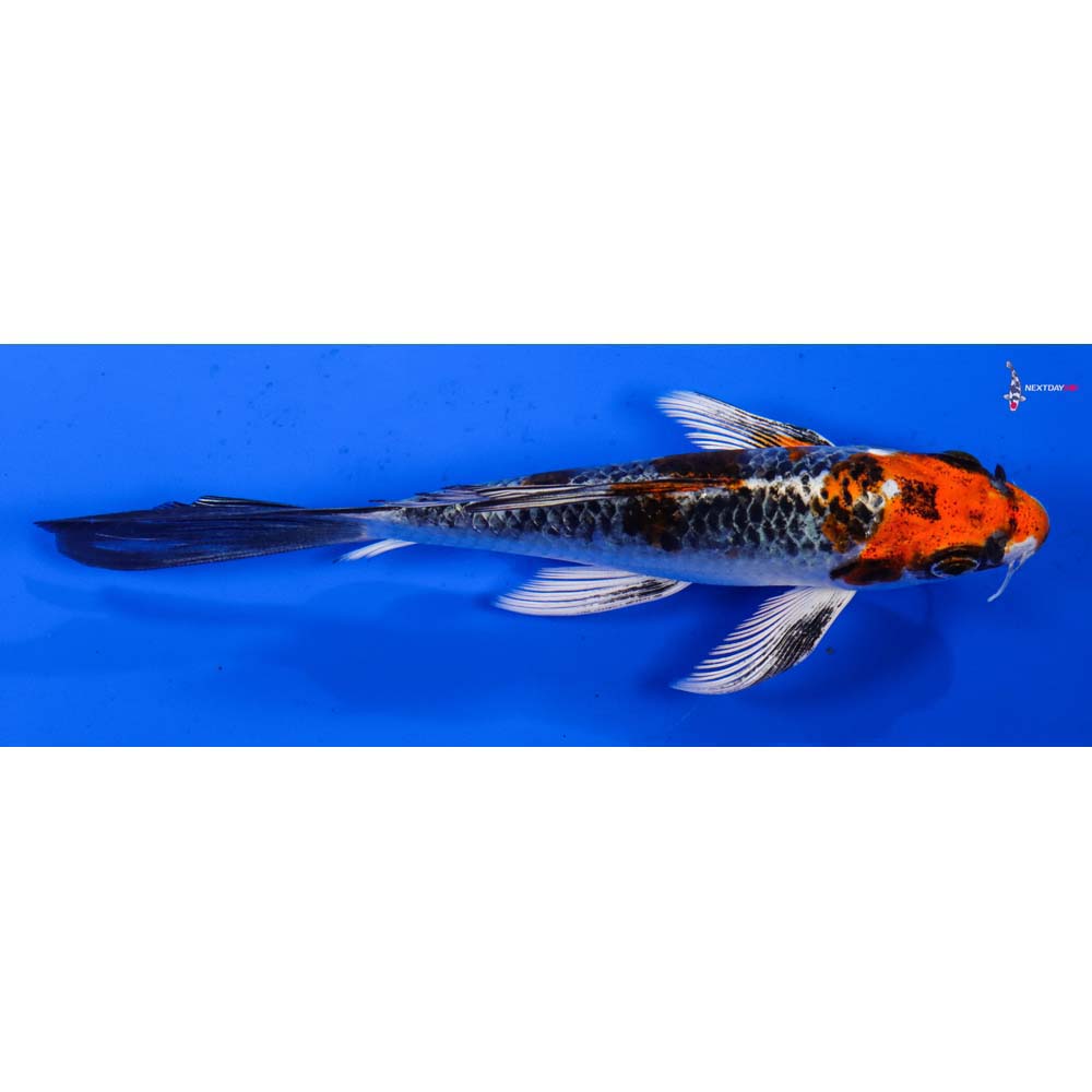 6” Imported Kujaku Butterfly Koi