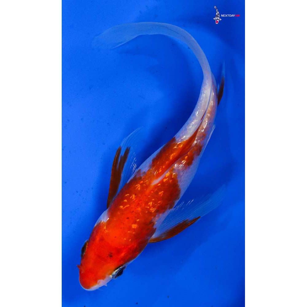 6” Imported Gin Rin Kohaku Butterfly Koi
