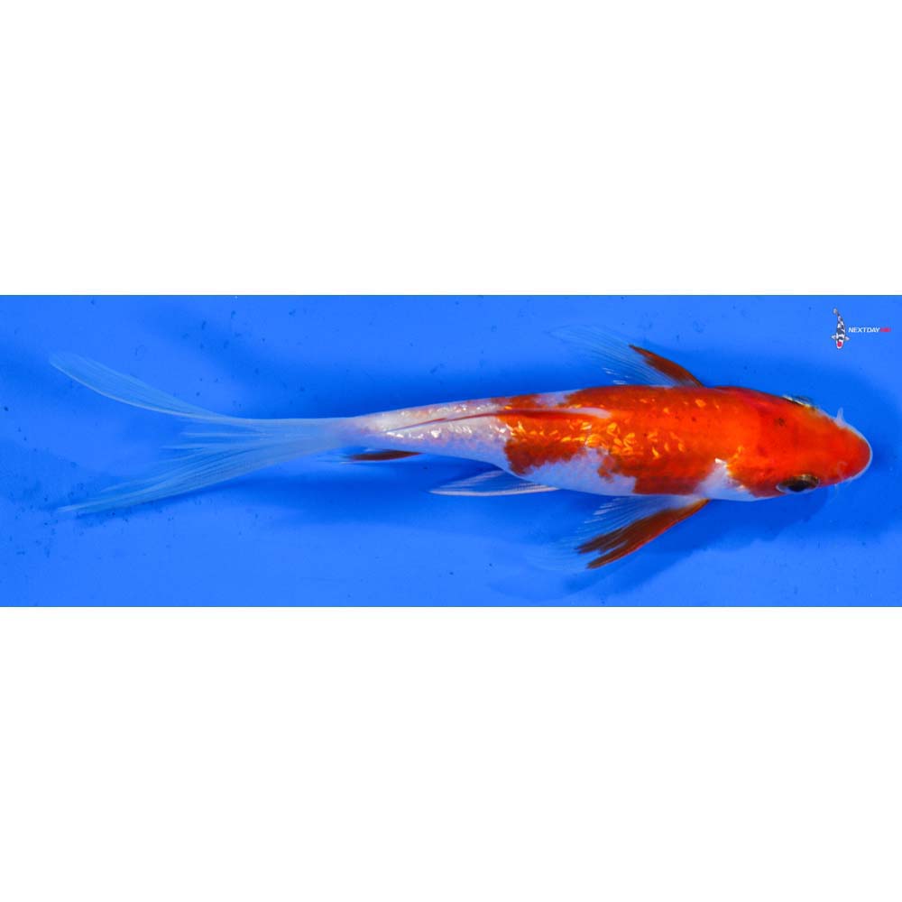 6” Imported Gin Rin Kohaku Butterfly Koi