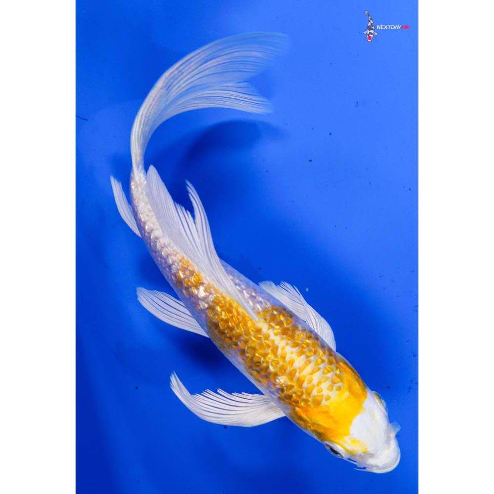 6” Imported Gin Rin Lemon Hariwake Butterfly Koi