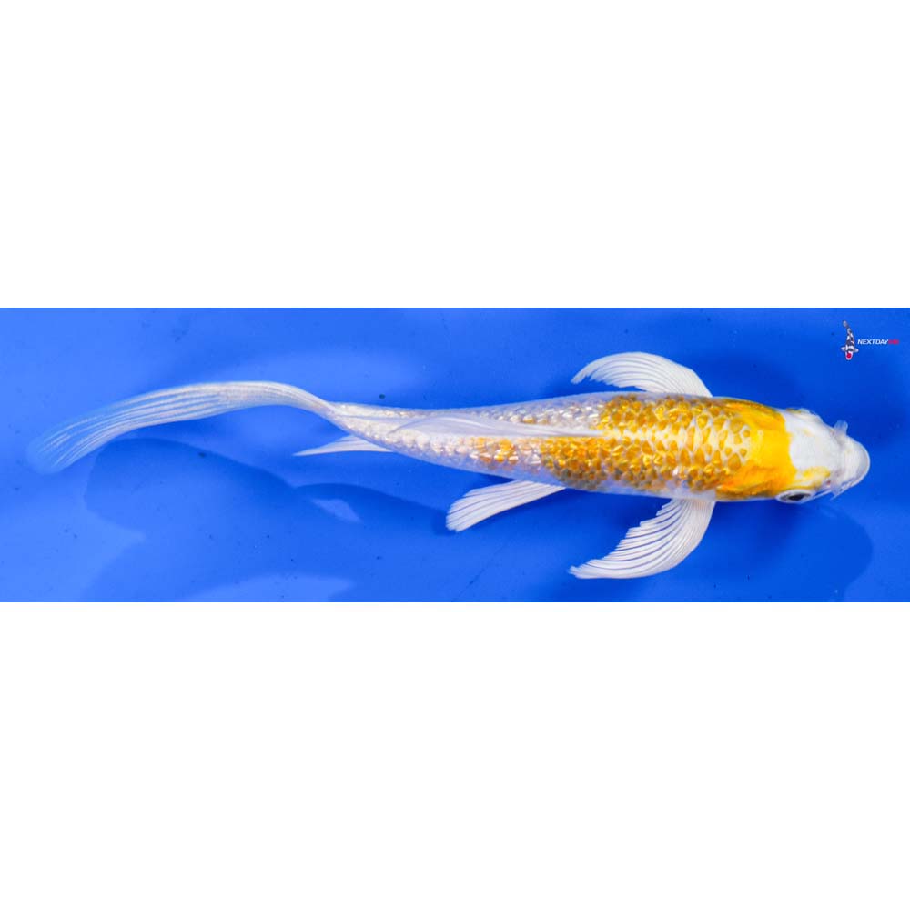 6” Imported Gin Rin Lemon Hariwake Butterfly Koi