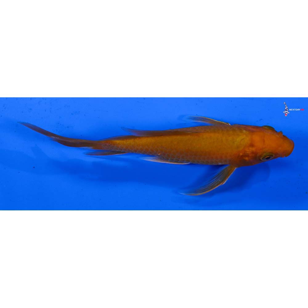 5” Imported Chagoi Butterfly Koi